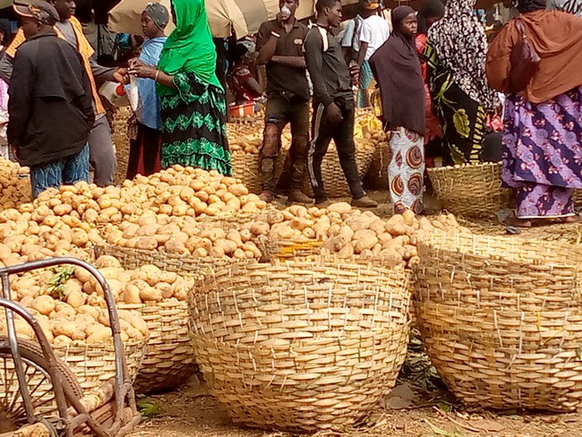 Pomme de terre :  Les vendeurs se frottent les mains