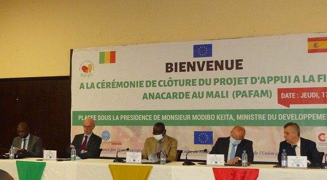 PAFAM : plus de 74 000 ha d’anacarde plantés dans 39 communes du Mali