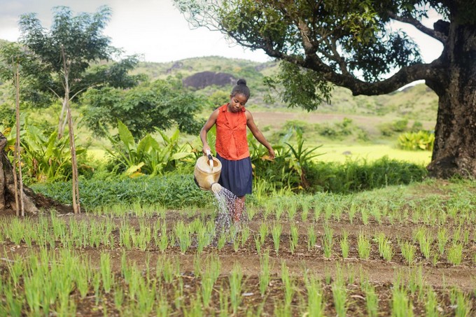 Le Développement par l'or et l’agriculture : Drame cornélien sous les tropiques maliens