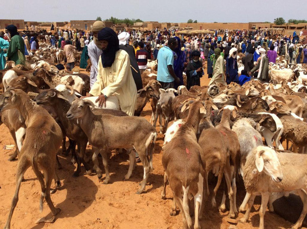 Regain de l’insécurité dans le nord du Mali : Enlèvement de plusieurs personnes et animaux par l’EIGS à Tin Hama (Gao)