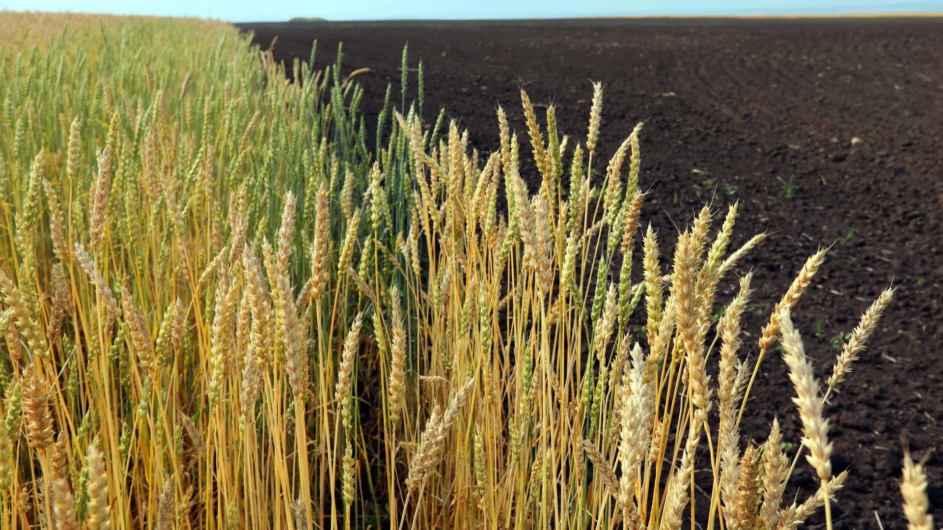 Contribution :  Exaspérée, la Russie suspend l’accord sur les céréales et propose aux pays d’Afrique une coopération directe