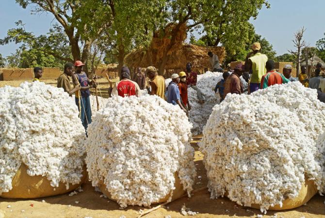 Gestion affairiste de 32 000 tonnes de graines de coton : La FENAPHAB destitue son président et met en place un bureau transitoire