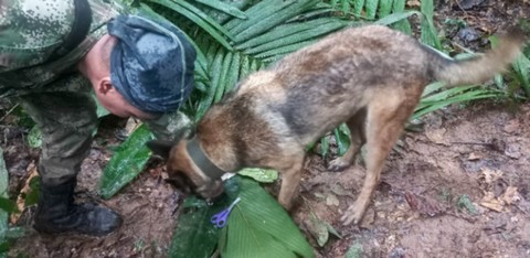 Quatre enfants, dont un bébé, ont survécu seuls 15 jours dans l'Amazonie colombienne