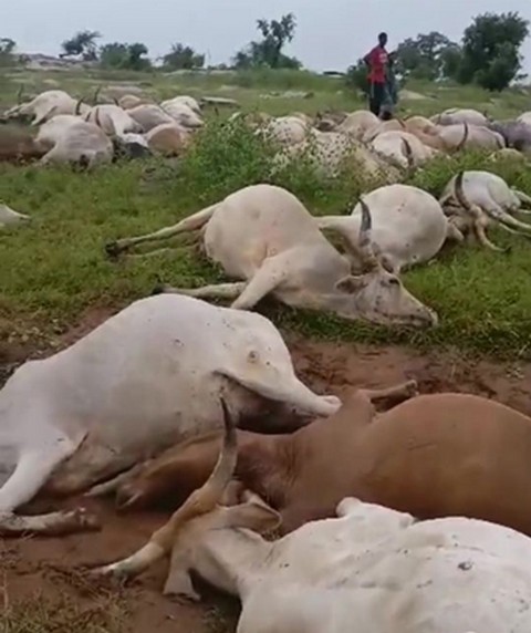 En filigrane :   Diombougou Ségala 59 vaches foudroyées