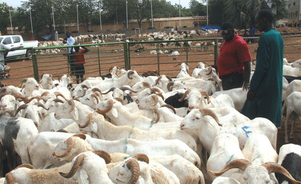 #Mali : Vente promotionnelle de moutons : 31.000 têtes mises sur le marché par le gouvernement